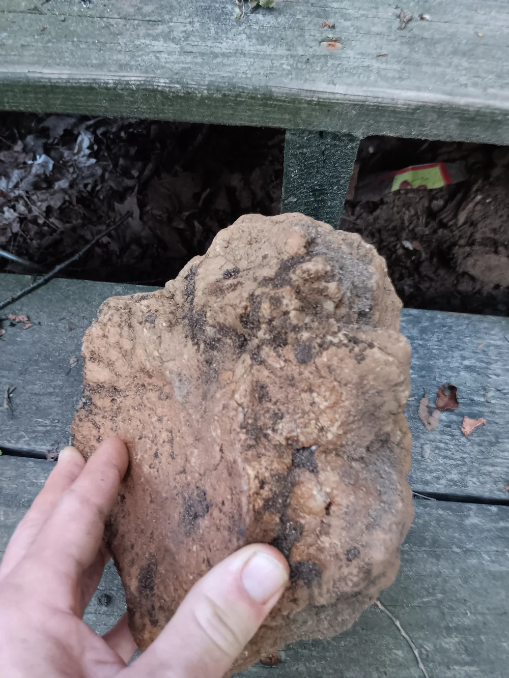 Unopened GEODIZED Geode Fossil
